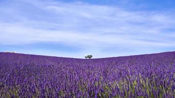 minimalistisk landskapsvy av lavendelfält i provence, france foto