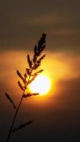 silhuett av ogräs på solnedgång bakgrund foto