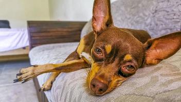 rysk toy terrier hund porträtt medan trött och sover Mexiko. foto