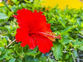 röd skön hibiskus blomma buske träd växt i Mexiko. foto