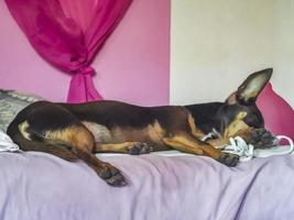 rysk toy terrier hund porträtt medan trött och sover Mexiko. foto