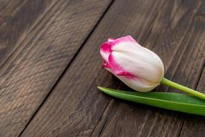 enda skön blomning tulpan på trä- bakgrund med Plats för text. foto