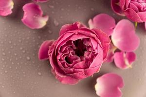 stänga upp av rosa reste sig blomma och kronblad täckt med vatten droppar. skön blomma bakgrund. foto