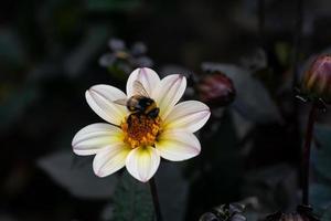 blinkning dahlia blommig bakgrund. skön vit blommor wirh mörk löv i de trädgård foto