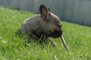 ung brun franska boulldog tugga en pinne på en gräs. ren ras hund utomhus foto