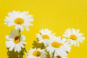 kamomill blommor på en ljus gul bakgrund, kopia Plats för text. foto