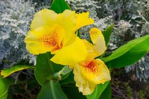 gul canna blomma också kallad canna lilja i de trädgård foto
