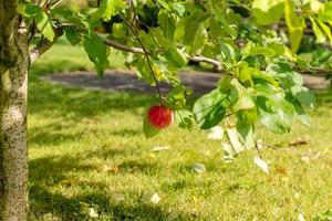 mogen organisk cultivar äpplen i de sommar trädgård redo till vara UPPTAGITS foto