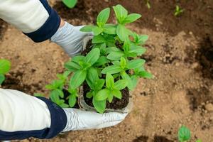 kvinna händer är plantering zinnia flowr plantor in i de jord. jordbruk och trädgårdsarbete begrepp foto