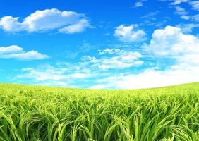 risfält i blå himmel foto