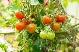 grön och röd tomater växa i de vegetabiliska trädgård. ny skörda i vegetabiliska trädgård. foto