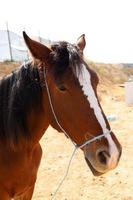 inhemsk hästar på en stabil i israel. foto