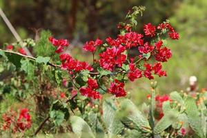 sommarblommor i en stadspark i norra israel. foto