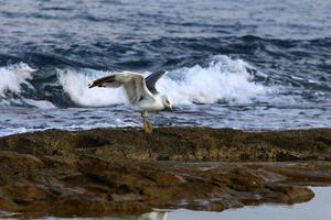 Medelhavets kust i norra Israel. foto