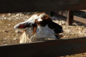 alpacas på en bruka i de negev öken. foto