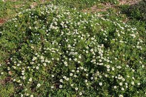 sommarblommor i en stadspark i norra israel. foto