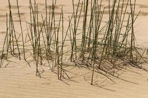 grön växter och blommor växa på de sand i de öken. foto