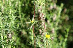 sommarblommor i en stadspark i norra israel. foto