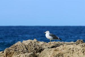 en fiskmås sitter på de Strand av de medelhavs hav. foto