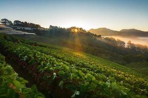 dimmig morgon- soluppgång i jordgubb trädgård på doi Angkhang fjäll, Chiang Mai thailand foto