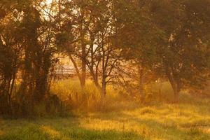 skön morgon- solljus genom en träd i skog foto