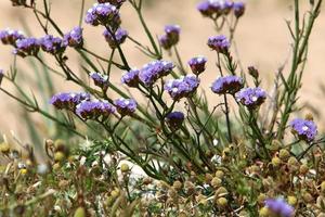 sommarblommor i en stadspark i norra israel. foto