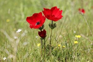 sommarblommor i en stadspark i norra israel. foto