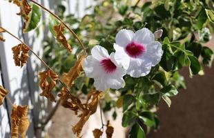 sommarblommor i en stadspark i norra israel. foto