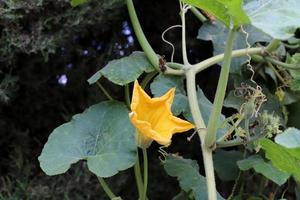 sommarblommor i en stadspark i norra israel. foto