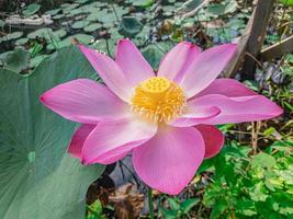 rosa lotus blomma stänga upp naturlig. foto