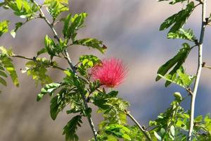 sommarblommor i en stadspark i norra israel. foto