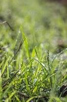 en bild av gräs med regndroppar