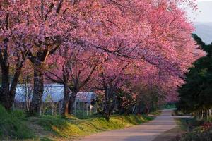 körsbärsblomningsväg i khun wang chiangmai, thailand. foto