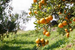 orange träd i graden foto