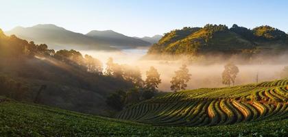 dimmig morgon- soluppgång i jordgubb trädgård på doi Angkhang fjäll, Chiang Mai thailand foto