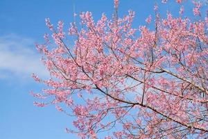 gren med rosa sakura blommar. foto