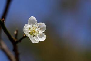 blommande plommonblommor foto