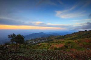 landskap, många grön kål i de lantbruk fält på phutabberk Phetchabun, thailand foto