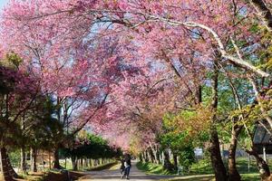 körsbärsblomningsväg i khun wang chiangmai, thailand. foto