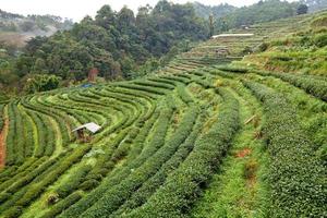 teplantage i doi ang khang, Chiang Mai, Thailand foto