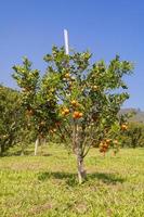 orange fruktträdgård i nordlig thailand foto