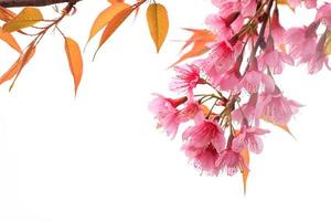 stänga upp gren med rosa sakura blommar foto