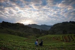 morgon- soluppgång i jordgubb trädgård på doi Angkhang fjäll, Chiang Mai thailand foto