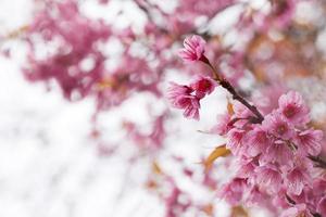 vår sakura rosa blomma abstrakt natur bakgrund foto