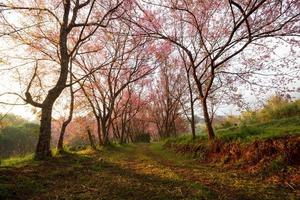 morgon- soluppgång i rosa sakura blommar på smuts väg i Chiang Mai thailand foto