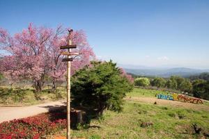 körsbärsblomningsväg i khun wang chiangmai, thailand. foto