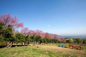 körsbärsblomningsväg i khun wang chiangmai, thailand. foto