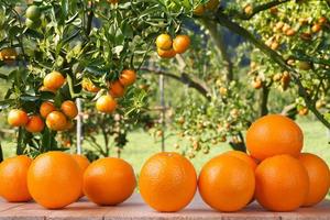 färsk apelsin på träbord i trädgården foto