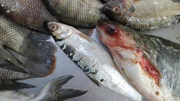 färsk hav fisk ordentligt anordnad för försäljning förbi ett av de traditionell fisk butiker i indonesien foto