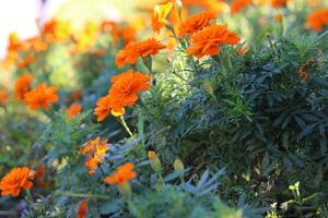 ringblomma tagetes i orange Färg. skön blomma Foto för bakgrund och tapet